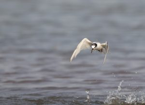 Little Tern, 白额燕鸥, Sternula albifrons-gallery-38