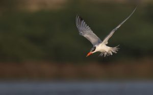 Caspian Tern, 红嘴巨鸥, Hydroprogne caspia-gallery-37