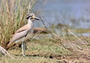 Great Stone Curlew, 大石鸻, Esacus recurvirostris-gallery-36