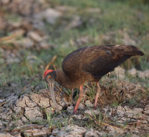 Red-naped Ibis, 黑鹮, Pseudibis papillosa-gallery-35