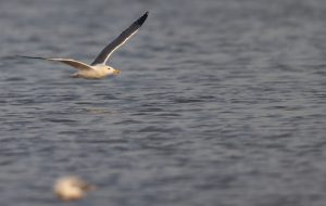 Lesser Black-backed Gull, 小黑背银鸥, Larus fuscus-gallery-34
