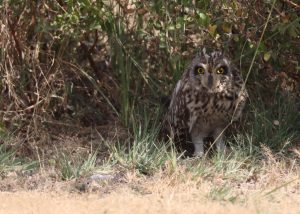 Short-eared Owl, 短耳鸮, Asio flammeus-gallery-87