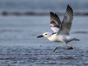 Crab Plover, 蟹鸻, Dromas ardeola (© William Farris)-gallery-88