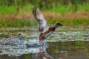 Gadwall, 赤膀鸭, Mareca strepera (© William Farris)-gallery-89