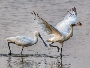 Eurasian Spoonbill, 白琵鹭, Platalea leucorodia (© William Farris)-gallery-91