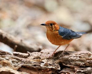 Orange-headed Thrush, 橙头地鸫, Geokichla citrina-gallery-19