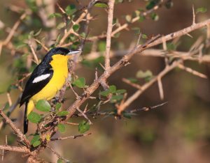 Common Iora, 黑翅雀鹎, Aegithina tiphia-gallery-21
