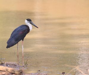 Woolly-necked Stork, 彩鹳, Mycteria leucocephala-gallery-22