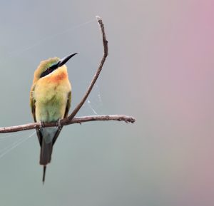Blue-tailed Bee-eater, 栗喉蜂虎, Merops philippinus-gallery-23