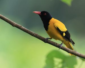 Black-hooded Oriole, 黑头黄鹂, Oriolus xanthornus-gallery-25