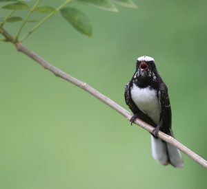 White-browed Fantail, 白眉扇尾鹟, Rhipidura aureola-gallery-26