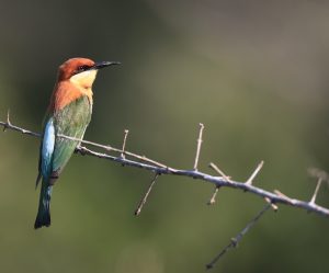 Chestnut-headed Bee-eater, 栗头蜂虎, Merops leschenaulti-gallery-27