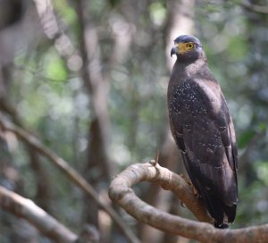 Crested Serpent Eagle, 蛇雕, Spilornis cheela-gallery-29