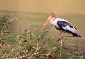 Painted Stork, 彩鹳, Mycteria leucocephala-gallery-30