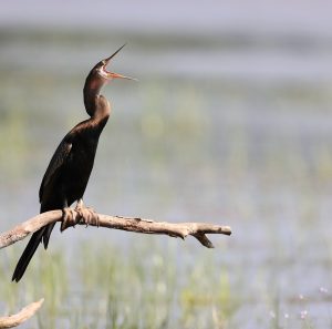 Oriental Darter, 黑腹蛇鹈, Anhinga melanogaster-gallery-31