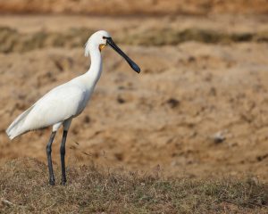 Eurasian Spoonbill, 白琵鹭, Platalea leucorodia-gallery-32