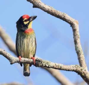 Coppersmith Barbet, 彩鹳, Mycteria leucocephala-gallery-33