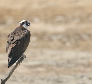 Western Osprey, 鹗, Pandion haliaetus-gallery-24
