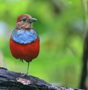 North Moluccan Pitta, 北摩鹿加八色鸫, Erythropitta rufiventris-gallery-2