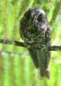 Mountain Owlet-Nightjar, 灰裸鼻鸱, Aegotheles albertisi-gallery-15