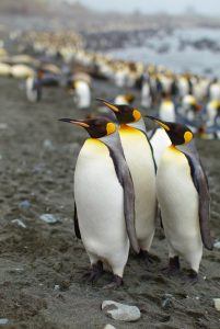 King Penguin, 王企鹅, Aptenodytes patagonicus-gallery-0