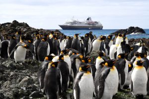 King Penguin, 王企鹅, Aptenodytes patagonicus-gallery-18