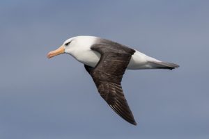 Campbell Albatross, 坎岛信天翁, Thalassarche impavida-gallery-26