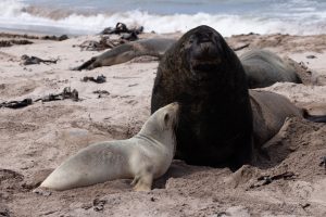 New Zealand Fur Seal,  新西兰海狗-gallery-24