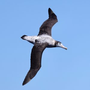 Antipodean Albatross, 安岛信天翁, Diomedea antipodensis-gallery-22