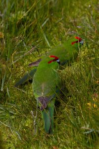 Red-crowned Parakeet, 红额鹦鹉, Cyanoramphus novaezelandiae-gallery-29