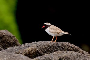 New Zealand Plover, 新西兰鸻, Charadrius obscurus-gallery-19