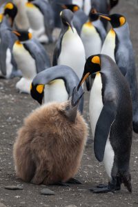 King Penguin, 王企鹅, Aptenodytes patagonicus-gallery-17