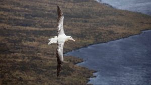 Southern Royal Albatross, 皇信天翁, Diomedea epomophora-gallery-16