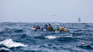 Cape Petrel, 花斑鹱, Daption capense-gallery-15