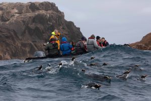 Erect-crested Penguin, 翘眉企鹅, Eudyptes sclateri-gallery-14