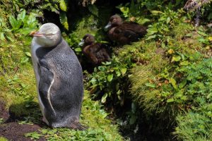 Yellow-eyed Penguin, 黄眼企鹅, Megadyptes antipodes-gallery-34
