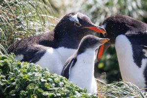 Gentoo Penguin, 白眉企鹅, Pygoscelis papua-gallery-12