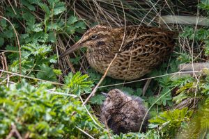 Subantarctic Snipe-gallery-11
