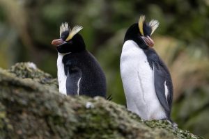 Erect-crested Penguin, 翘眉企鹅, Eudyptes sclateri-gallery-10