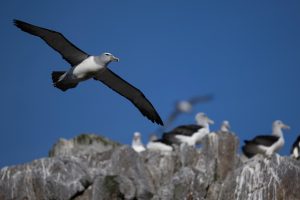 Salvin’s Albatross, 萨氏信天翁, Thalassarche salvini-gallery-9