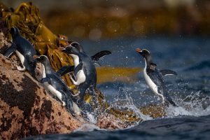 Erect-crested Penguins, 翘眉企鹅, Eudyptes sclateri-gallery-7