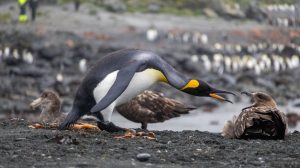 King Penguin and Brown Skua, 王企鹅和大贼鸥-gallery-6