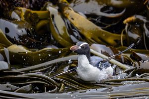 Erect-crested Penguin, 翘眉企鹅, Eudyptes sclateri-gallery-5