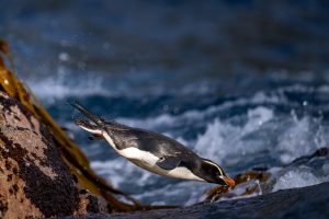 Erect-crested Penguin, 翘眉企鹅, Eudyptes sclateri-gallery-3