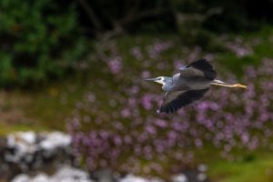White-faced Heron, 白脸鹭, Egretta novaehollandiae-gallery-4