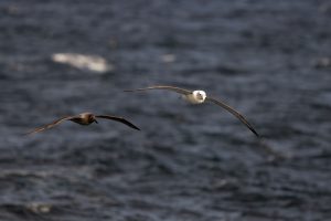Sooty and Shy Albatross, 乌信和白顶信天翁, Phoebetria fusca, Thalassarche cauta-gallery-2
