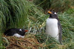 Gentoo Penguin, 白眉企鹅, Pygoscelis papua-gallery-1