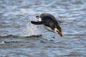 Royal Penguin, 黄眉企鹅, Eudyptes schlegeli-gallery-31