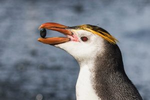 Royal Penguin, 黄眉企鹅, Eudyptes schlegeli-gallery-28