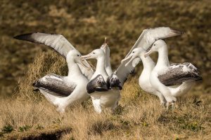 Southern Royal Albatross, 皇信天翁, Diomedea epomophora-gallery-27